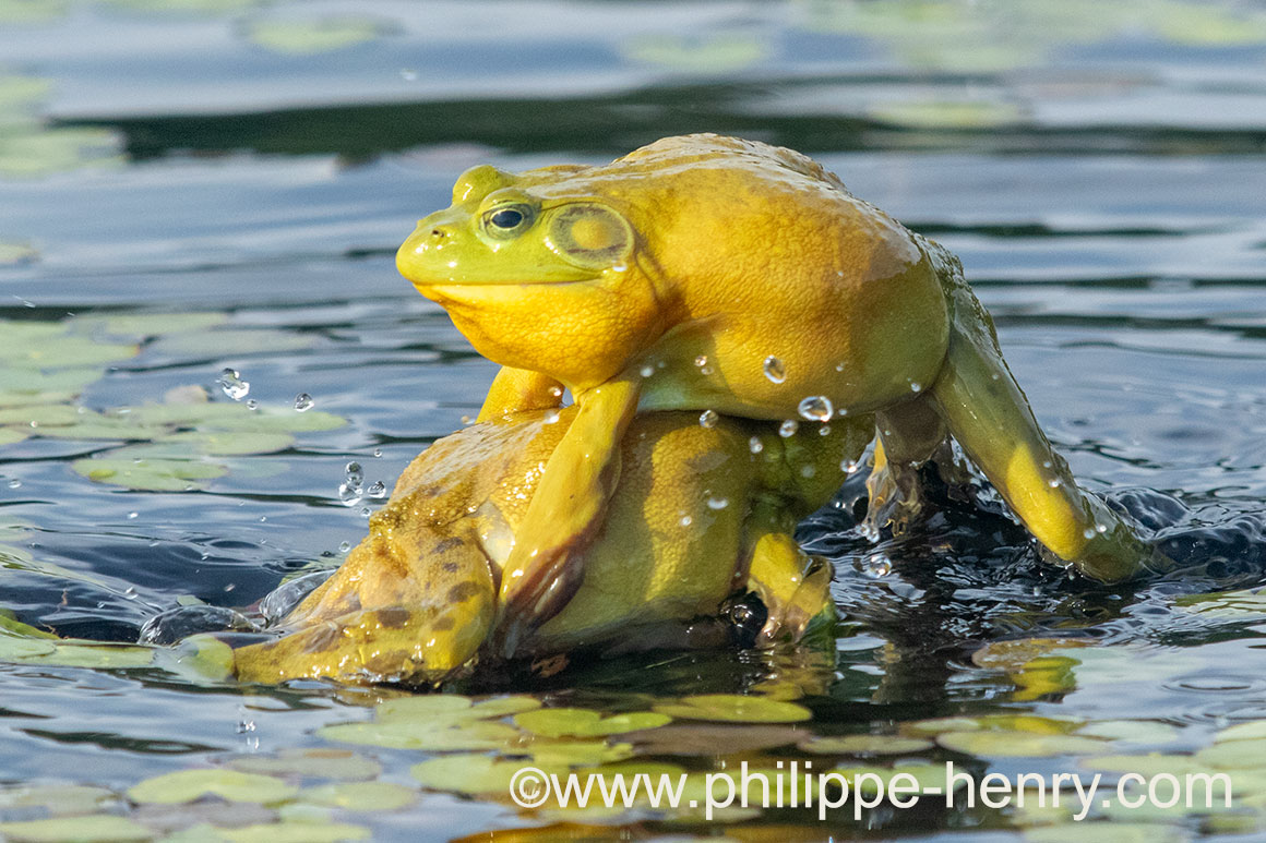 Bull Frogs by Philippe Hearny ©