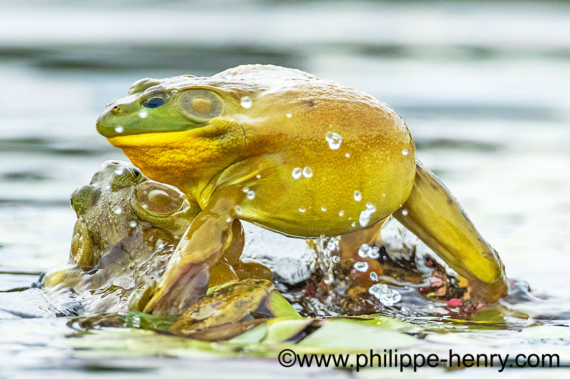 Bull Frogs by Philippe Henry ©