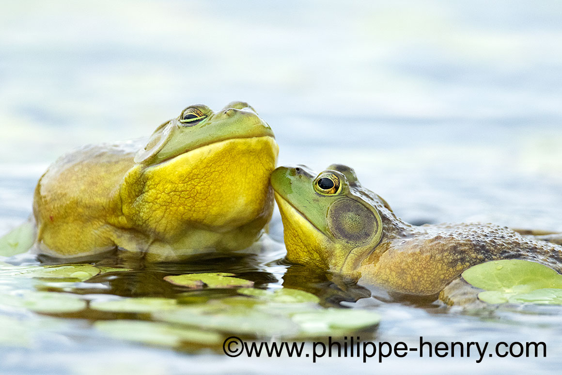 Bull Frogs by Philippe Henry ©