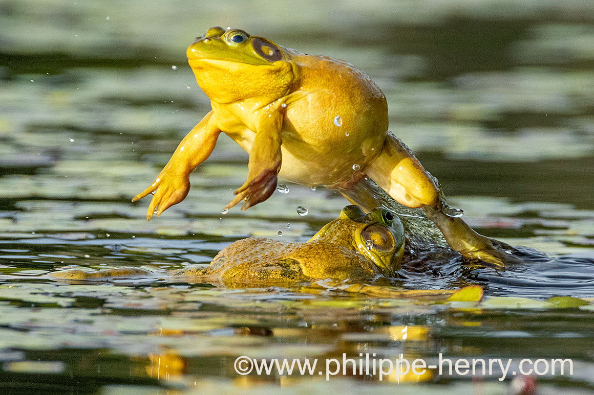 Bull Frogs by Philippe Henry ©