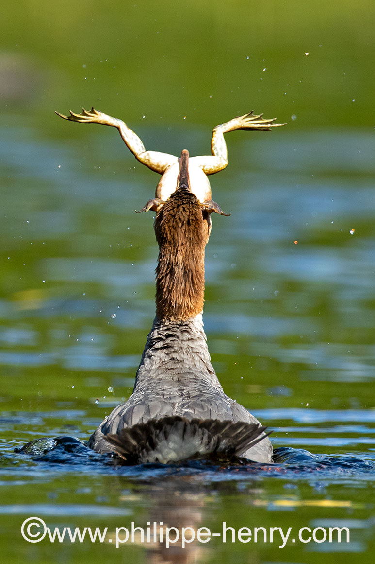 Bull Frog eaten by Birda Philippe Henry ©