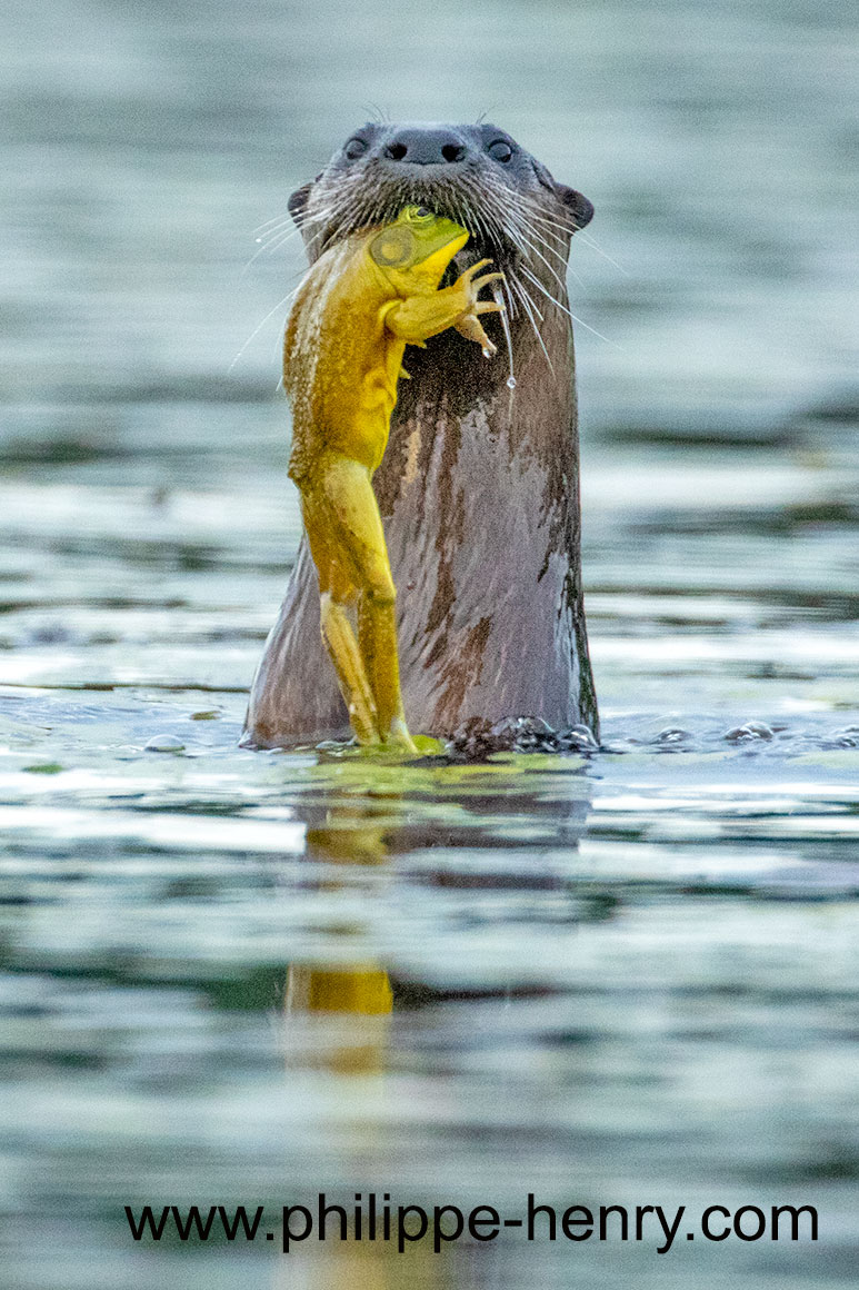 Bull Frog eaten by Otter ©