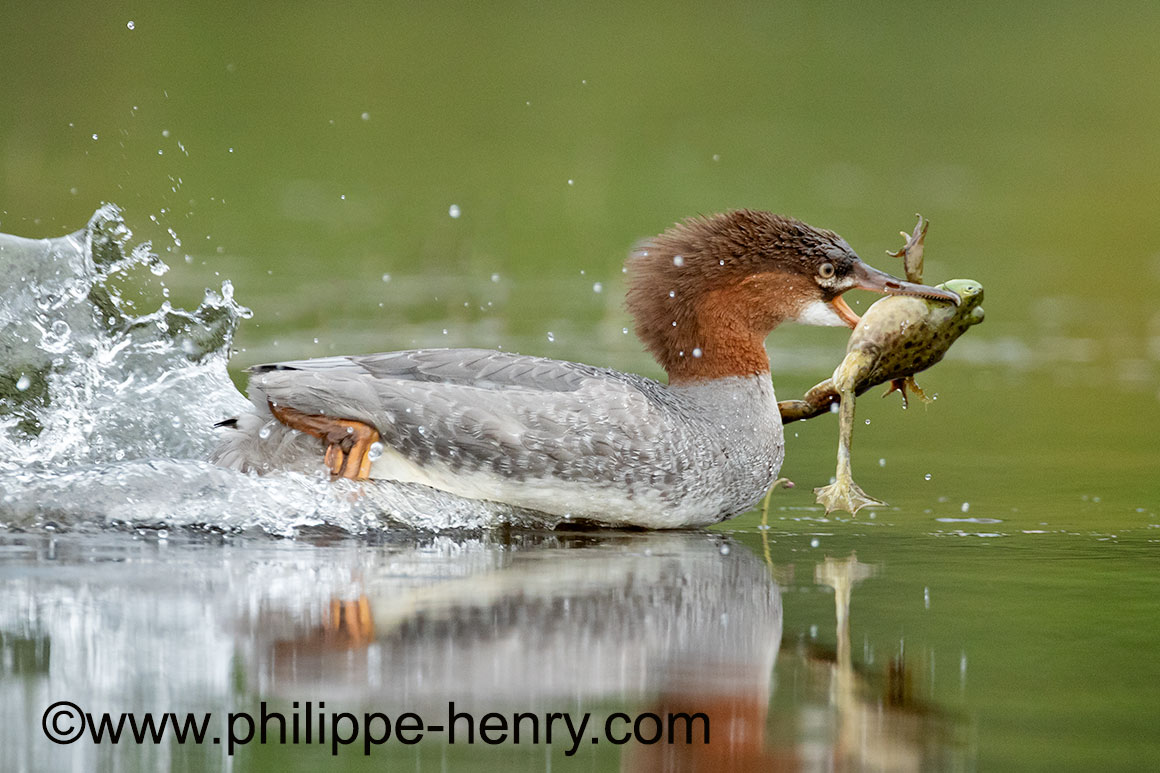 Merganser eating a Bull Forg by Philipee Henry © 