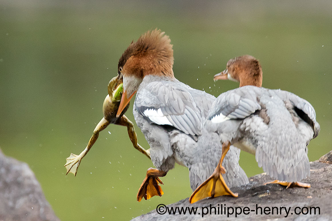 Mergansers eating a Bull Frog by Philipe Henry ©