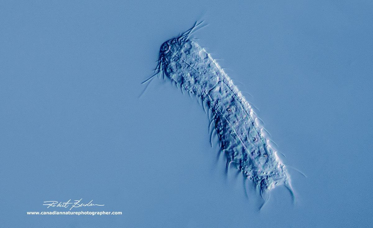 Lepidodermella squamata - DIC microscopy by Robert Berdan ©