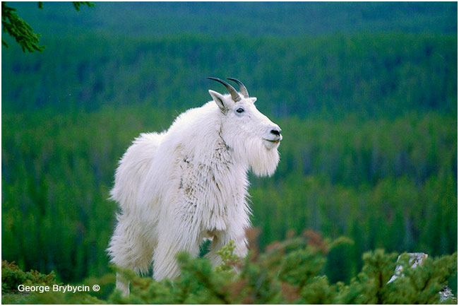 Mountain Goat by George Brybycin ©