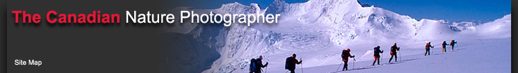 Skiers traversing Glacier by George Brybycin 