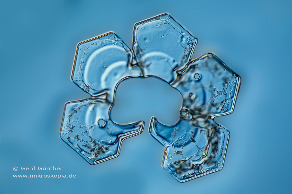 snowflakes were conserved in a thin layer of nail varnish  Gerd Gunther ©
