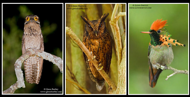 Common Potoo, Tawny-bellied Screech  Owl, Tufted Coquette by Glenn Bartley ©