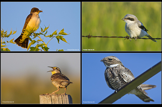 Western Kingbird, Loggerhead Shrike, Western Meadlow Lark and Common Nighthawk by Robert Berdan ©
