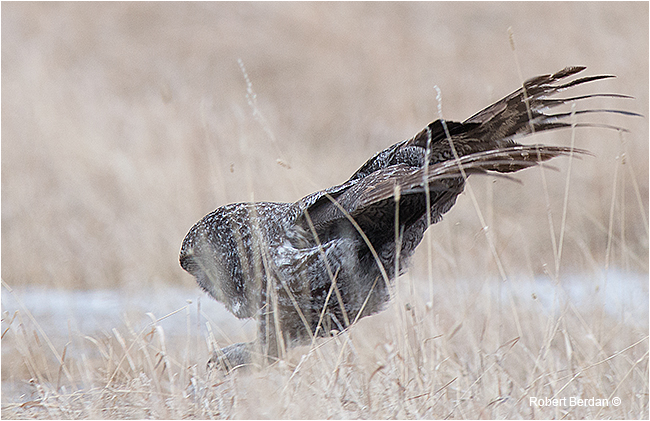 Great Gray owl capturing a vole. 