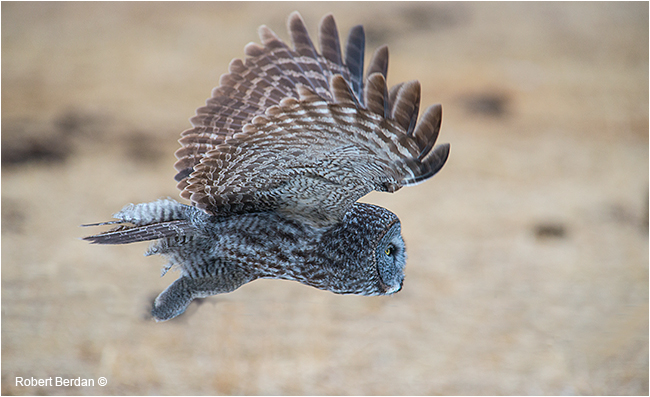 Great Gray owl in flight by Robert Berdan ©