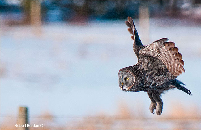 Great gray owl in flight by Robert Berdan ©