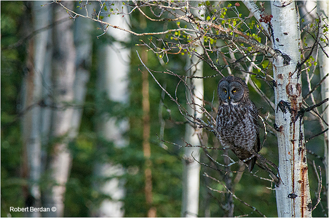 Great gray owl in aspen tree by Robert Berdan ©