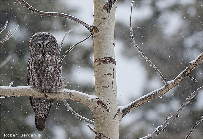 Great gray owl in aspen tree by Robert Berdan ©