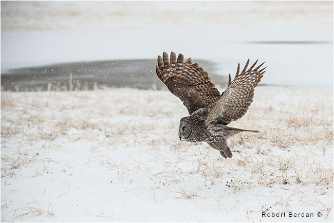 Great Gray Owl in flight hunting by Robert Berdan 