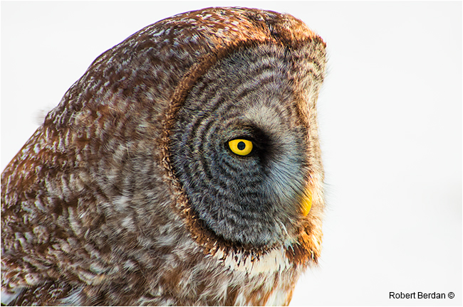 Closeup of the face of a great gray owl by Robert Berdan ©
