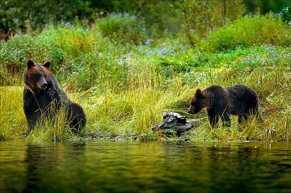 Grizzly Sow and Cub, Mussel Inlet, BC by Robert Berdan ©