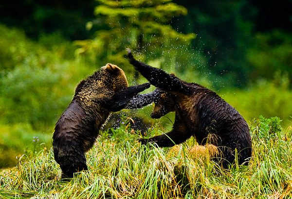 Young Grizzly bears wrestling, Mussel Inlet, BC by Robert Berdan ©