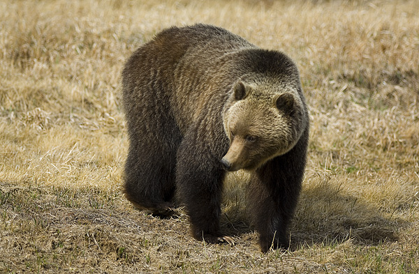Grizzly Bear, Saskatechewan crossing, next to road by Robert Berdan ©