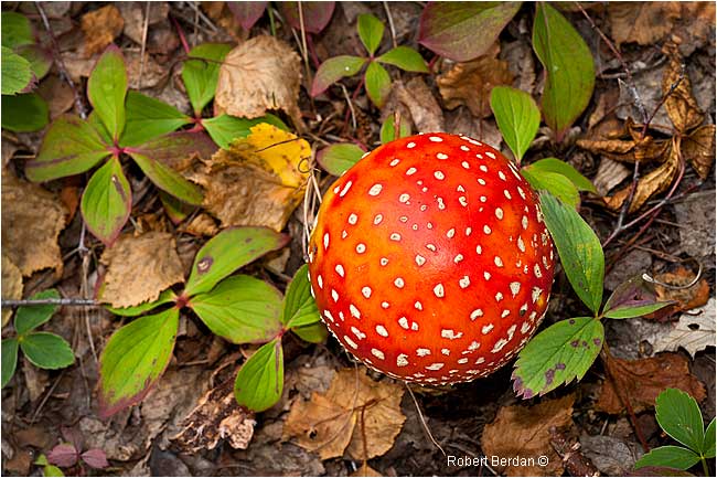 Mushroom on the forest floor - Fly Agaric by  Robert Berdan ©