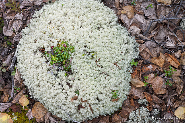 Reindeer lichen, cranberry and leaf litter by Robert Berdan ©