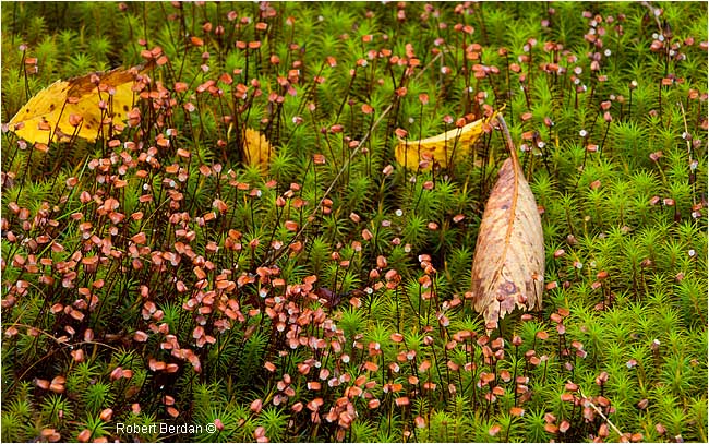 Moss by Robert Berdan ©