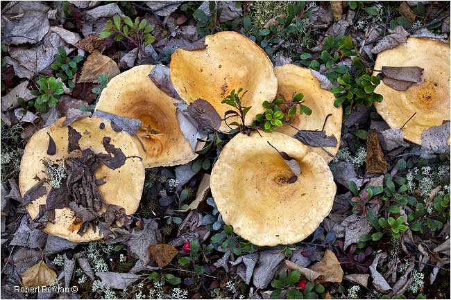 Stalked polypore mushrooms in ground litter by Robert Berdan ©