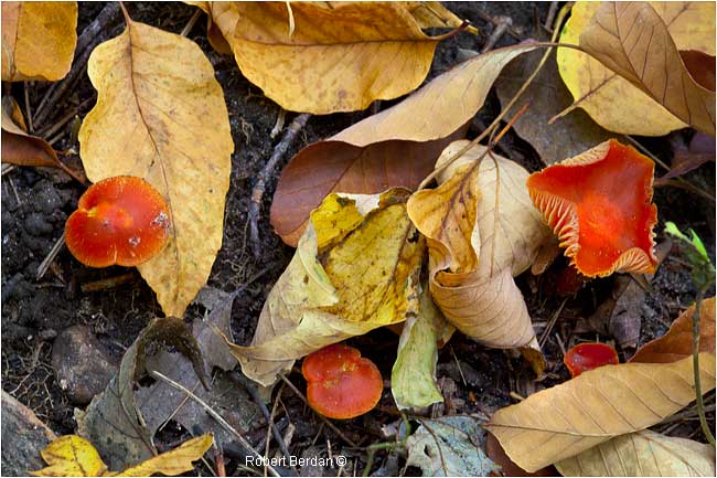 Small Chanterell mushrooms in leaf litter by Robert Berdan ©