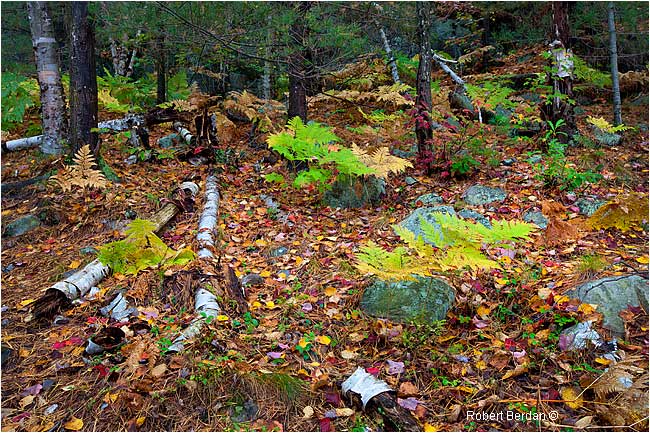 Decidours forest in Autumn by Robert Berdan 