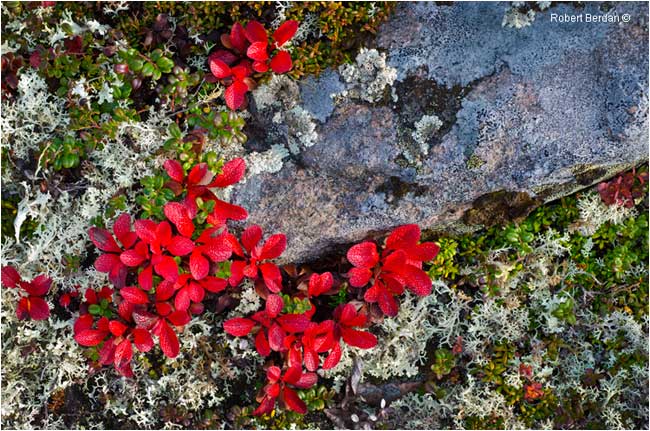Red bearberry, granite, lichen and cranberry plants on tundra by Robert Berdan ©