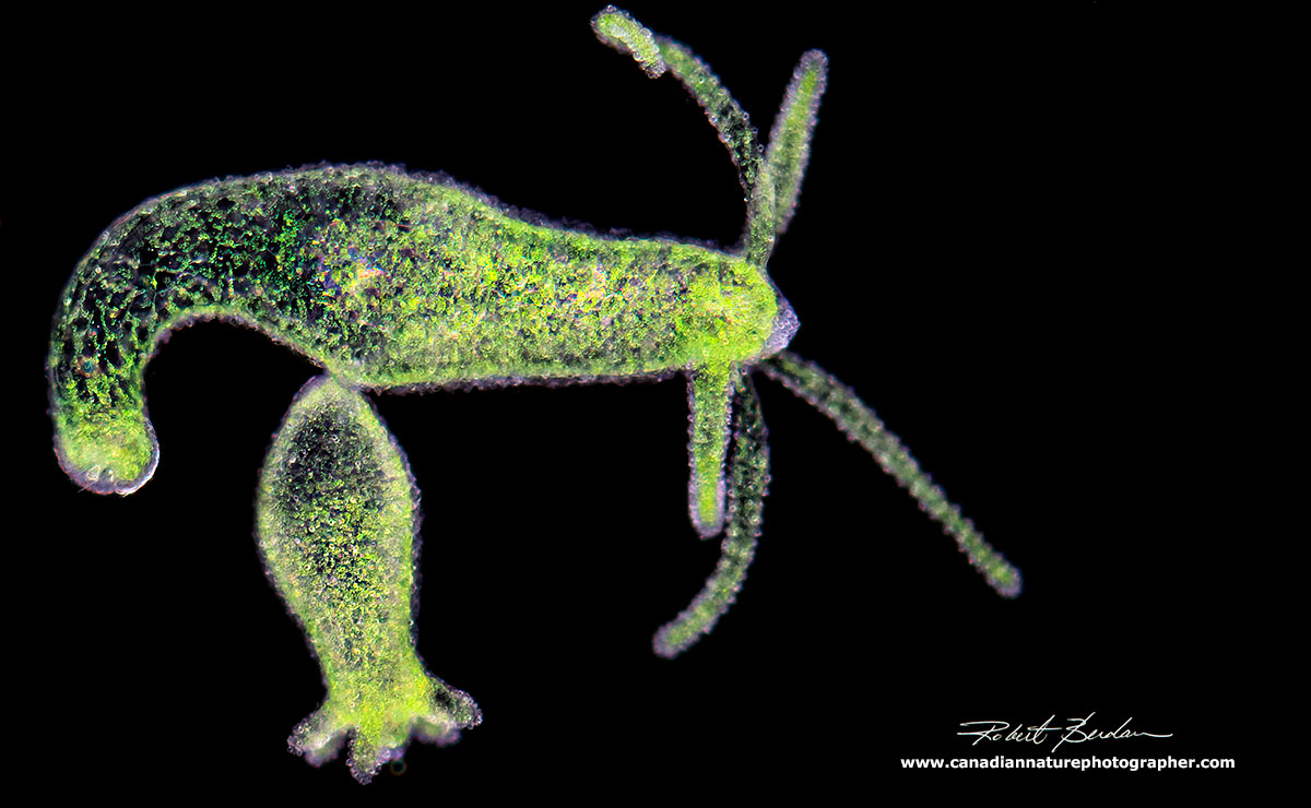 Hydra viridissima with bud note the green colour due to endosymbiotic algae (Chlorella) by Robert Berdan ©