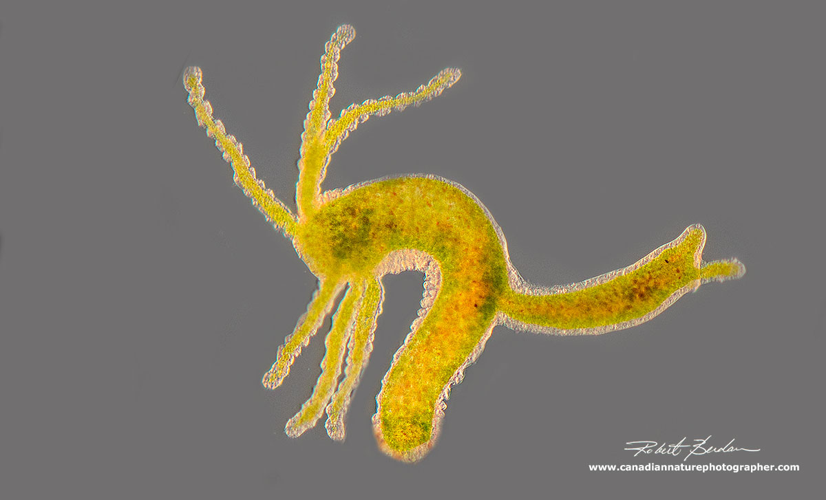Hydra viridissima with a bud - DIC microscopy by Robert Berdan ©