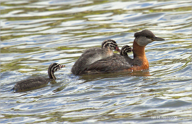 Red-necked Grebe and Babies by Ian H. Neilson ©