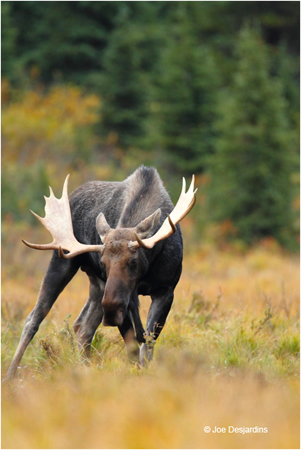 Moose by Joe Desjardins 