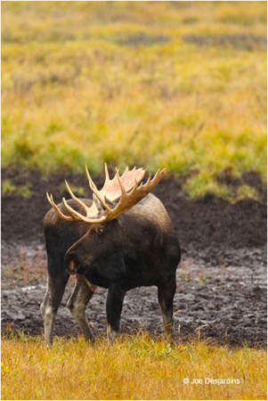 Moose by Joe Desjardins ©