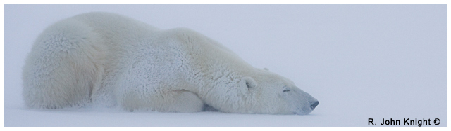 Polar Bear on ice by John Knight ©