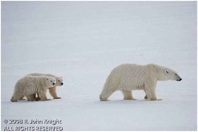 Mother polar bear and two cubs by John Knight ©