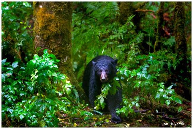 Black bear in the rainforest by Jon Huyer ©