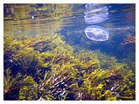 A waterproof point-and-shoot camera by Jon Huyer ©