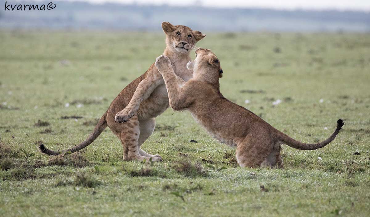 Lion cubs by Kamal Varma ©