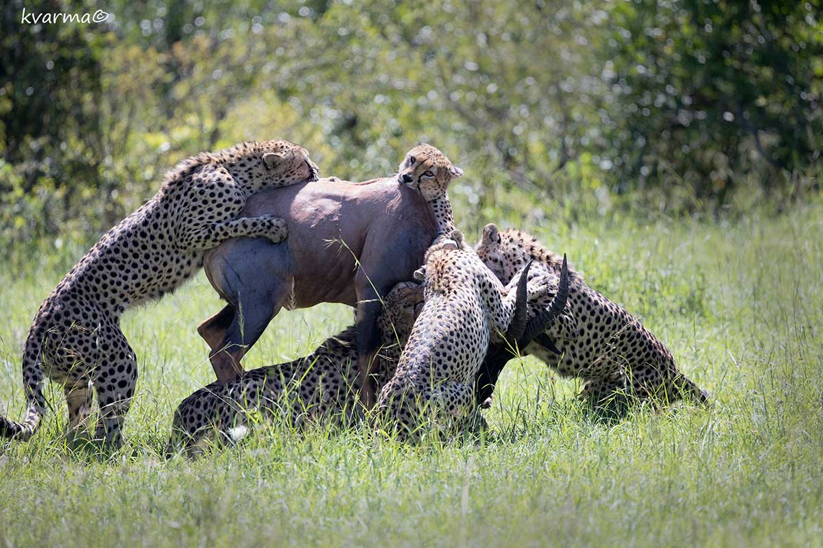 Cheetahs hunting by Kamal Varma ©