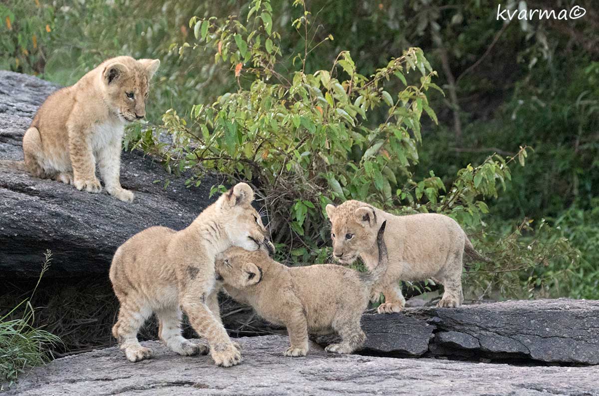 Lion cubs Kamal Varma ©