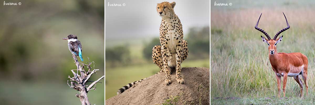 Bee eater, Cheetah and Antelope by Kamal Varma ©