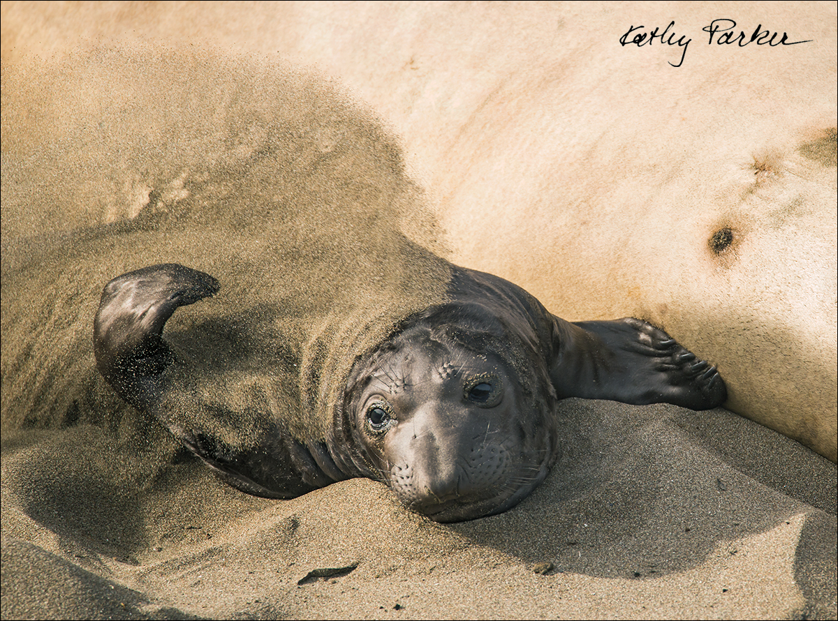 Northern elephant seal pups by Kathy Parker ©