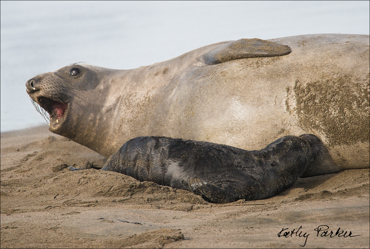 Female Elephant seal by Kathy Parker ©
