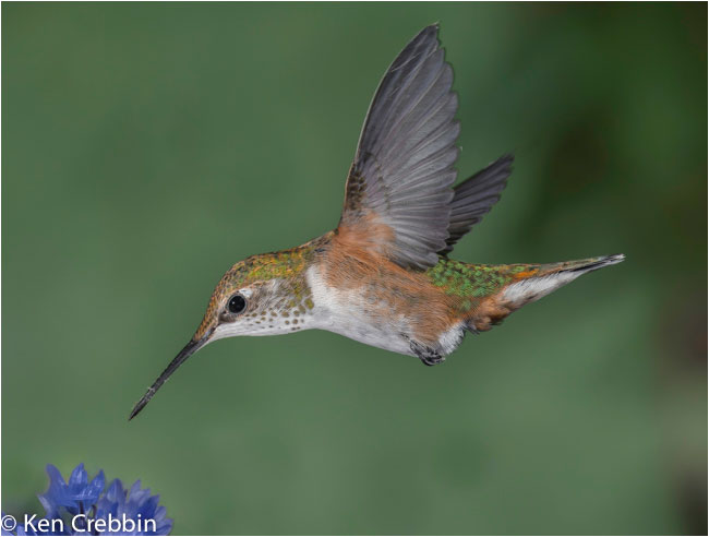 Rufous hummingbird  by Ken Crebbin ©