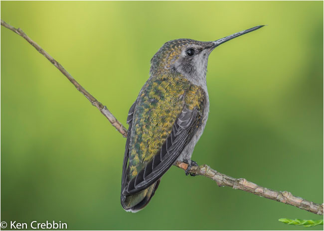 Anna's hummingbird by Ken Crebbin ©