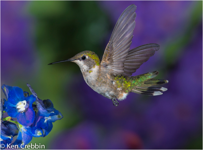 Ruby-throated Hummingbird by Ken Crebbin ©