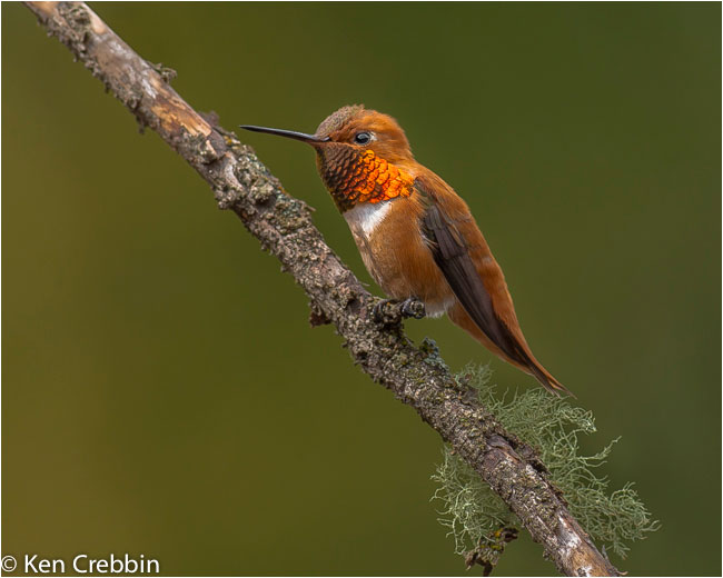 Rufous hummingbird  by Ken Crebbin ©